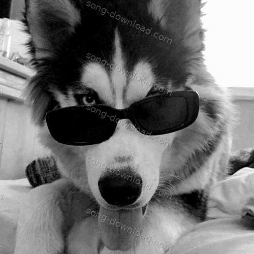 Husky Dance (Ichu Ichu) Teddy Specter MP3 Download